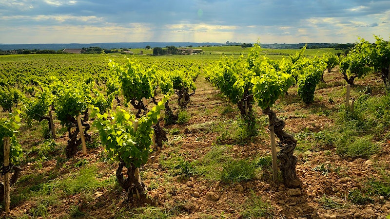 Tornado and Hail Hit Famed Châteauneuf-du-Pape Vineyard
