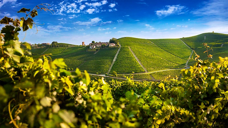 2017 Roller-Coaster: Produttori del Barbaresco's Single-Vineyard Riservas