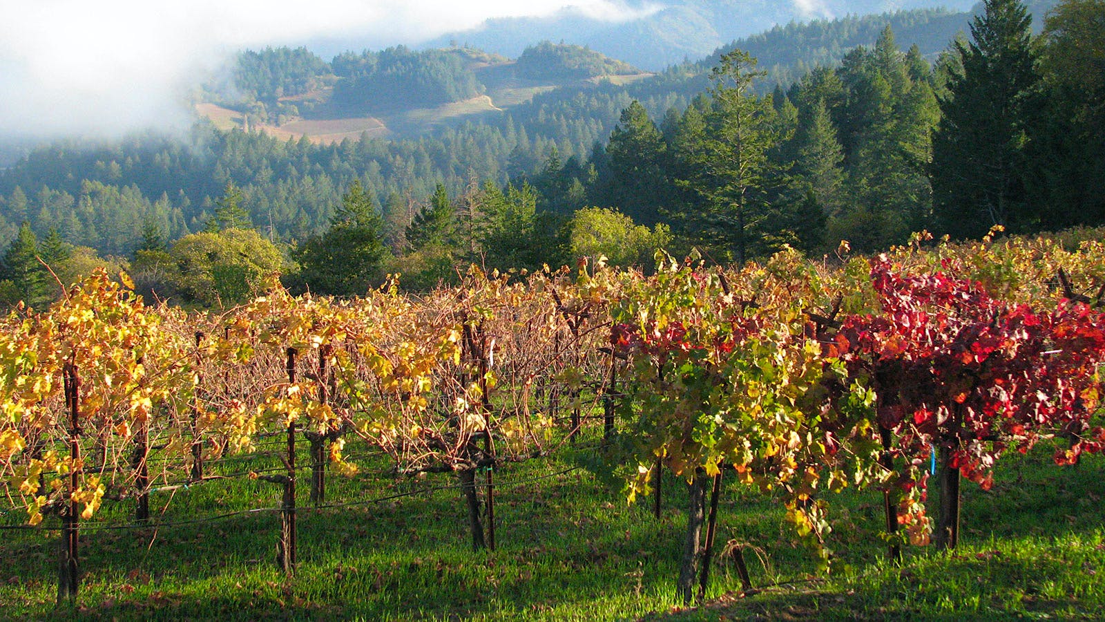 Know When to Hold 'Em: Togni's Long-Lived Napa Cabernets Reward Patience