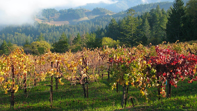 Know When to Hold 'Em: Togni's Long-Lived Napa Cabernets Reward Patience