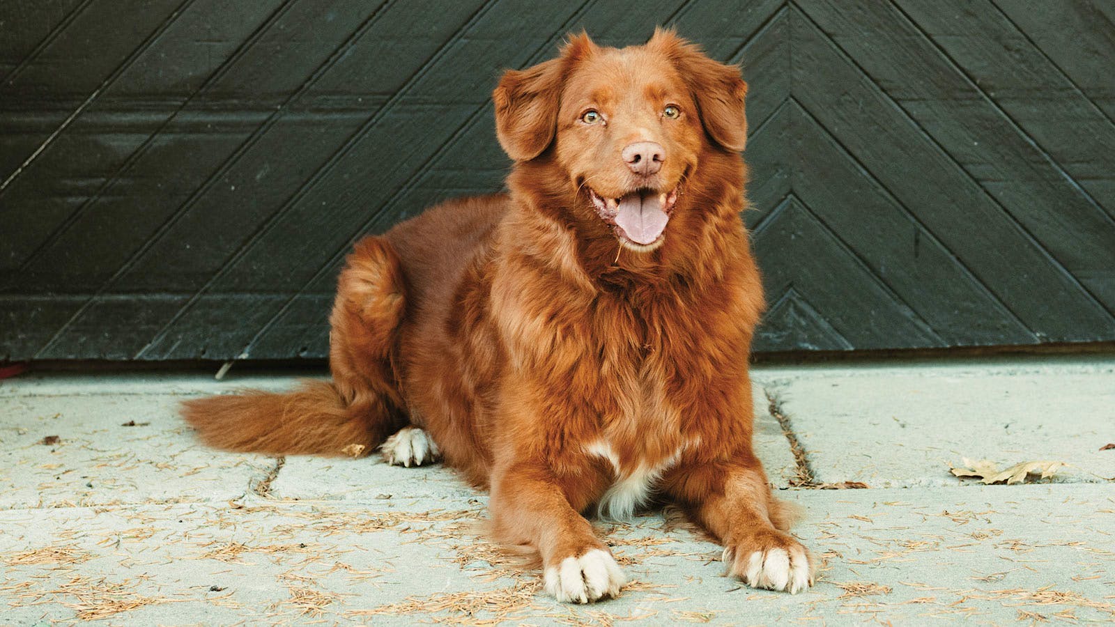 Image of A Dog