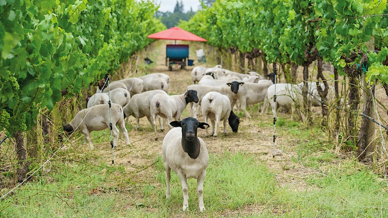 Jackson Family Wines Aims Big with New Plan