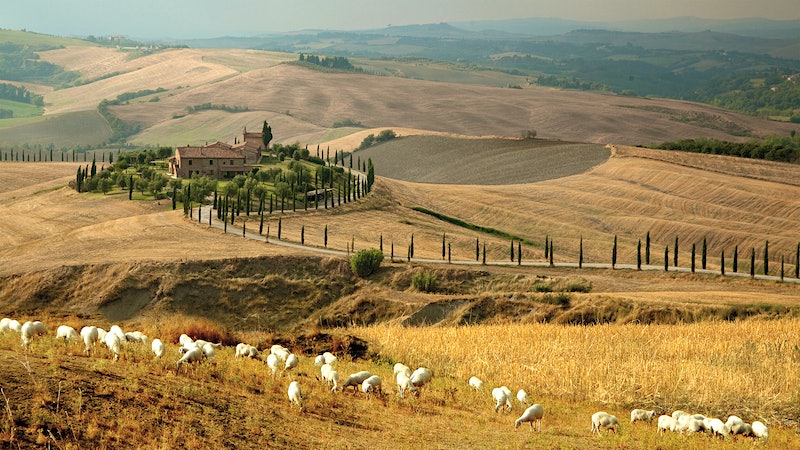 Pecorino: A Tuscan Gastronomic Icon