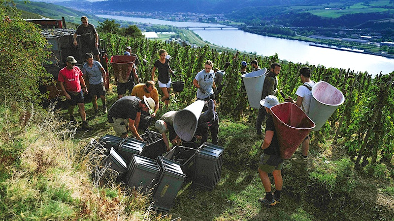 Many Europeans Happy With Harvest