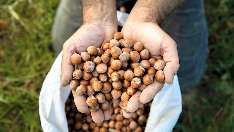 The Hazelnuts of Piedmont