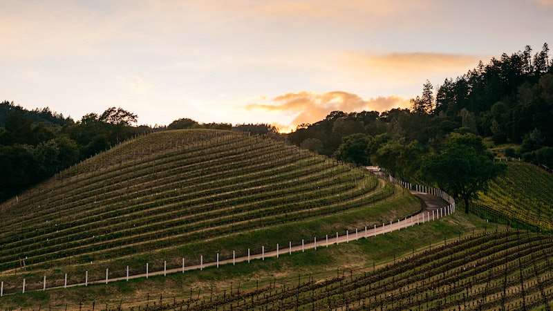 Rare Gems at Abreu Vineyards