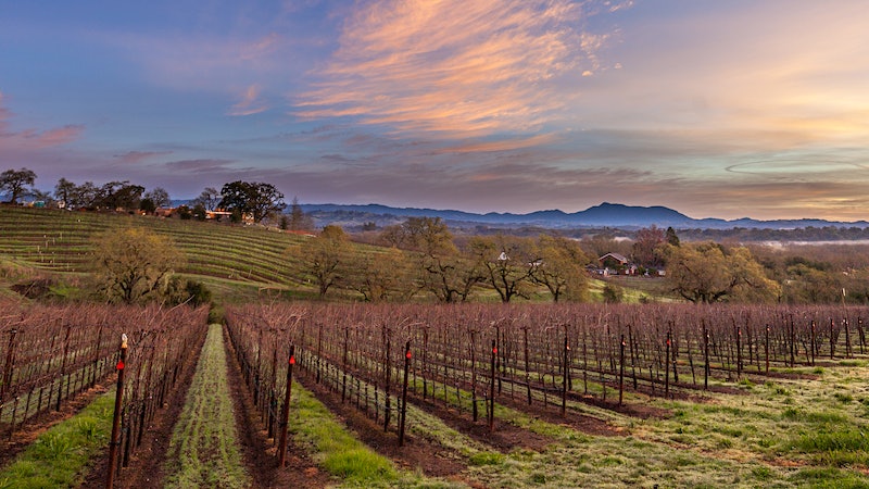 Fine-Tuning a Sonoma Standout at Arista