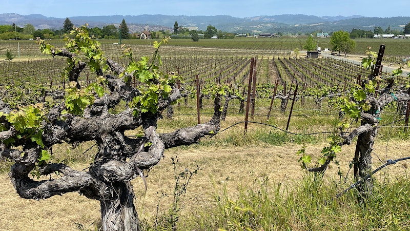 Cathiard Family Estate: A French Makeover Beneath the Mayacamas