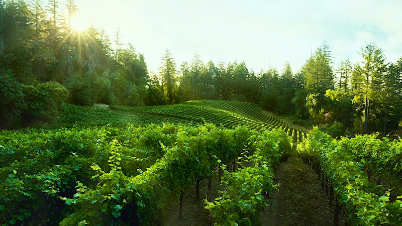Vertical in the Heights: Lokoya's Spring Mountain Cabernets