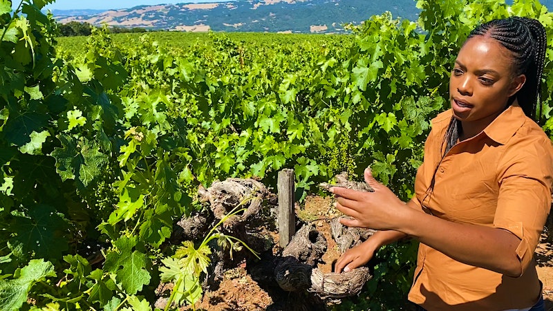 Stewarding Sonoma's Historic Monte Rosso Vineyard