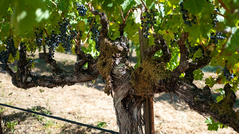 Tradition Informs the Future at Napa’s Grace Family