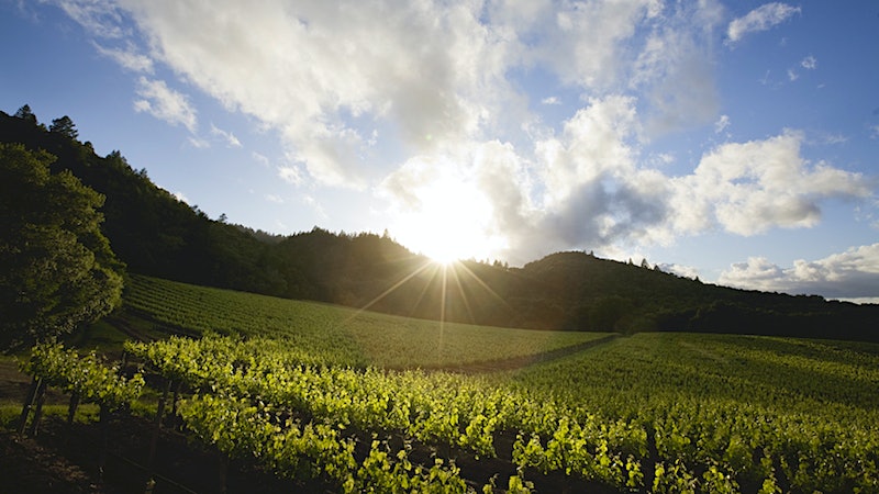 Vine Hill Ranch: One of Napa Cabernet's Best-Kept Secrets