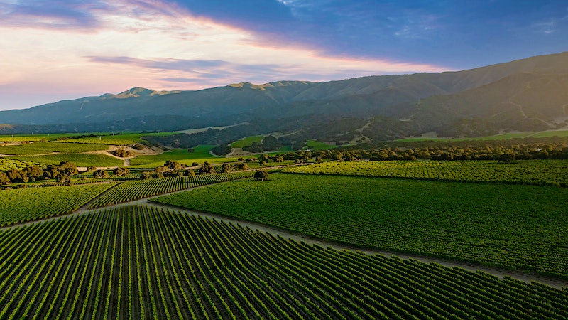 Wait, Rombauer Doesn't Make a Pinot? They Do Now