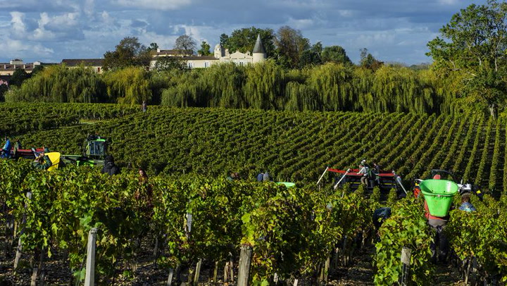 4 Key Times in a Bordeaux Vintage