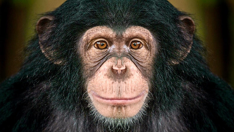 Was Alcohol Mankind's Secret Evolutionary Weapon?