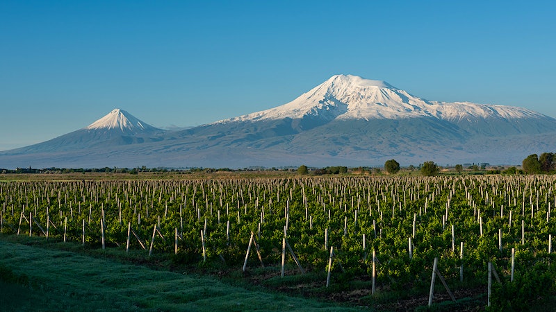 Taming the Grapevine