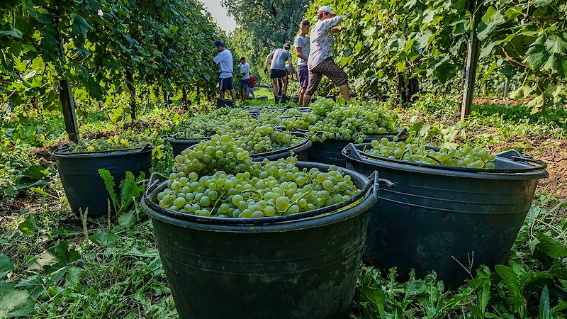 Prosecco's Identity