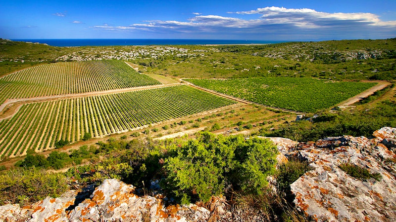 9 Southern French Reds at 90+ Points