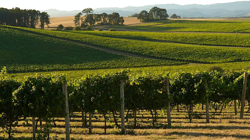 8 Harmonious Oregon Pinot Noirs for $40 or Less