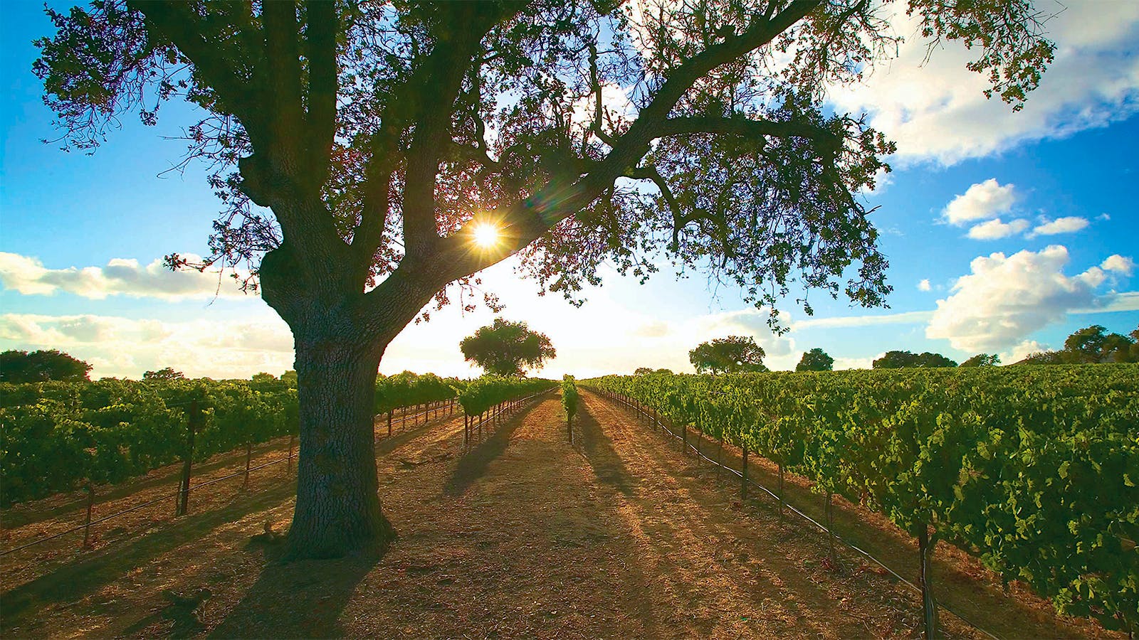 8 Outstanding Wines to Explore California's Central Coast