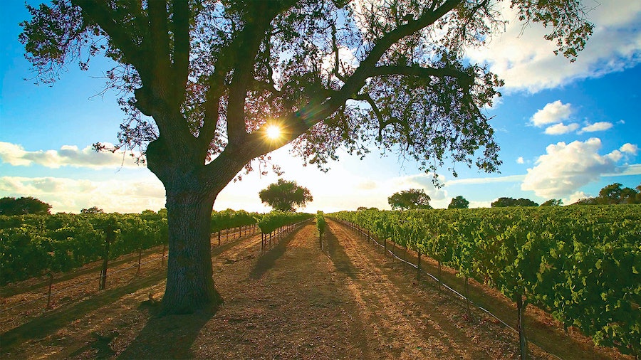 Fess Parker makes showstopping Chardonnay from its estate vineyards in Santa Barbara's Sta. Rita Hills appellation.