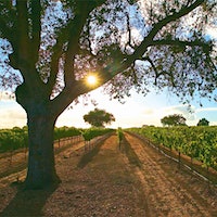 Fess Parker makes showstopping Chardonnay from its estate vineyards in Santa Barbara's Sta. Rita Hills appellation.8 Outstanding Wines to Explore California's Central Coast