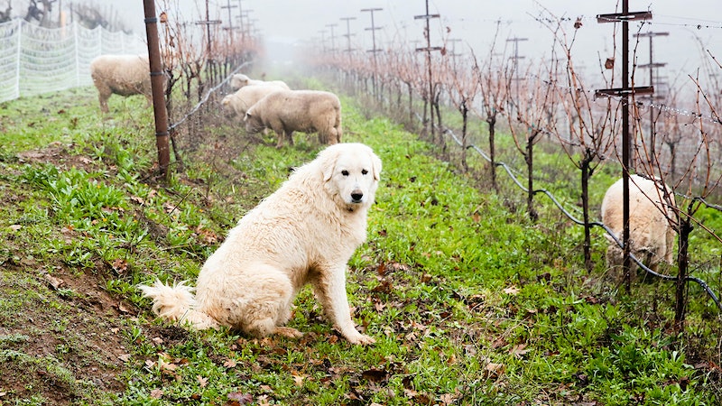 14 Outstanding Value Wines Under $30