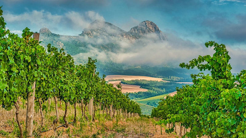 8 Delightful South African Wines Up to 92 Points