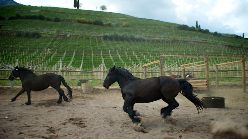 12 Charming Italian Wines Up to 93 Points