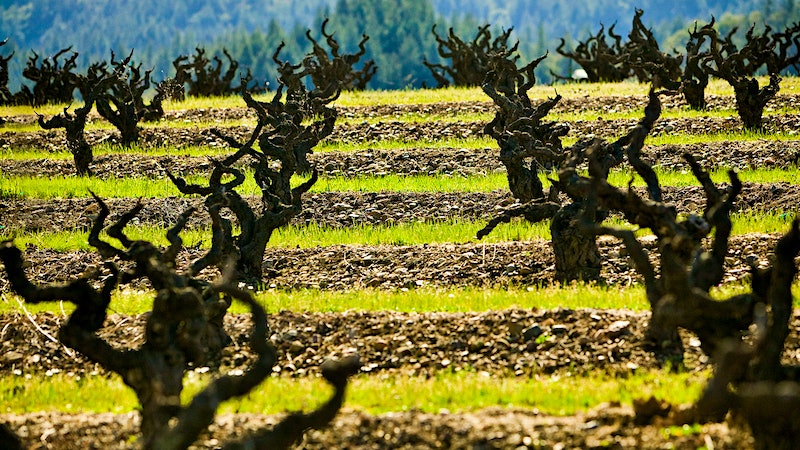 10 Zesty California Zinfandels at 90+ Points