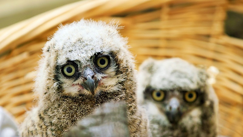 Shafer Vineyards Gives a Hoot—and 4 Acres—for Napa Wildlife Rescue