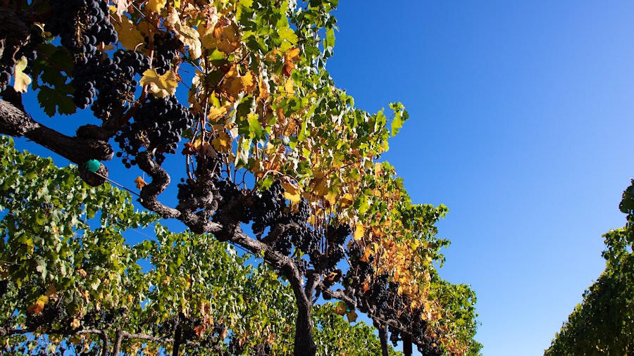 Grape bunches on a vine