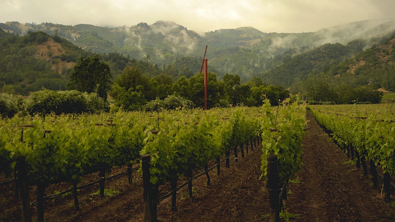 Serious <em>Grands Vins</em> on the Horizon from Eisele Vineyard