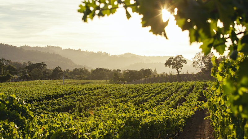 Kenefick Ranch's Calistoga Cabernets Demand a Closer Look